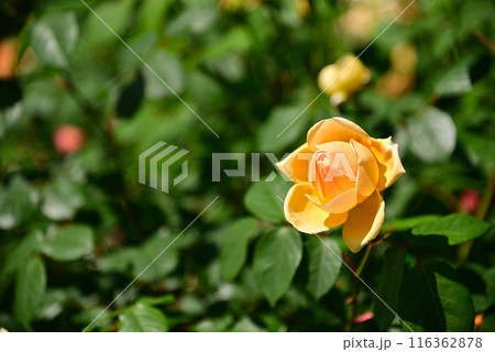 美しい5月のバラ 116362878