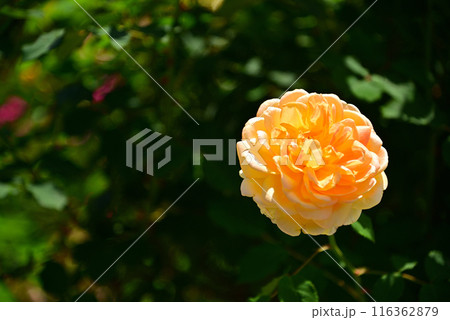 美しい5月のバラ 116362879