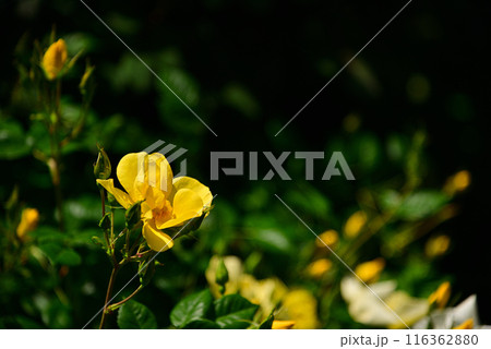 美しい5月のバラ 116362880