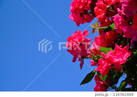 美しい5月のバラ 116362889