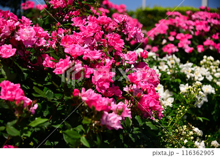 美しい5月のバラ 116362905