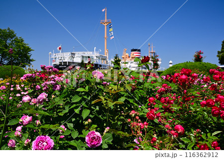 美しい5月のバラ 116362912