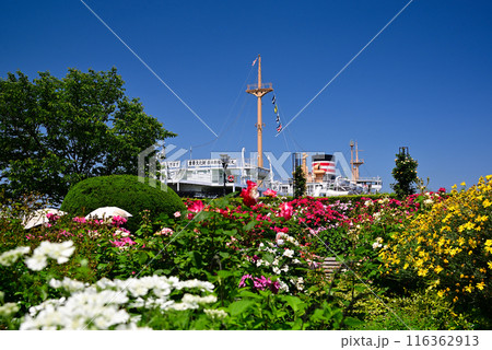 美しい5月のバラ 116362913