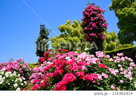 美しい5月のバラ 116362914