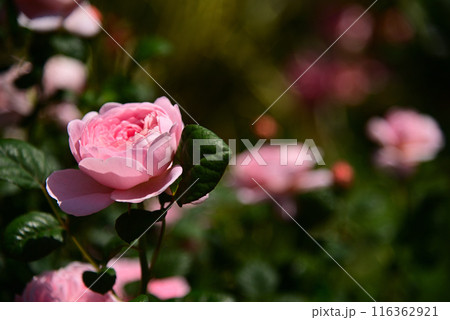 美しい5月のバラ 美しい5月のバラ 116362921