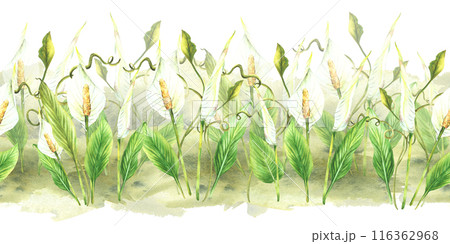 Tropic house plant seamless border. Leaves, Calla white flowers, green creeper, Anthurium buds. Exotic curly greenery on watercolor splashes background Clipart for print Painted illustration Isolated  116362968