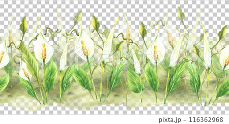 Tropic house plant seamless border. Leaves, Calla white flowers, green creeper, Anthurium buds. Exotic curly greenery on watercolor splashes background Clipart for print Painted illustration Isolated  116362968