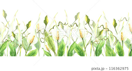 Watercolor tropical flowers seamless border Exotic plant with leaves, white bud Curly green creeper, jungle plant greenery. Repeat horizontal pattern print Painted illustration on isolated background  116362975