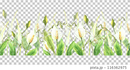 Watercolor tropical flowers seamless border Exotic plant with leaves, white bud Curly green creeper, jungle plant greenery. Repeat horizontal pattern print Painted illustration on isolated background  116362975