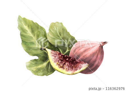 Purple figs with leaves. Ripe whole and cut violet fruit. Food, arrangement, plant, botanical clipart for card, jam label, price tag, logo. Hand drawn watercolor illustration on isolated background 116362976