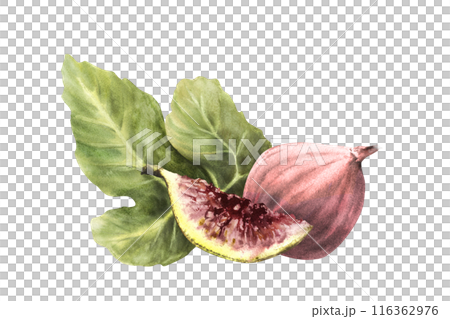 Purple figs with leaves. Ripe whole and cut violet fruit. Food, arrangement, plant, botanical clipart for card, jam label, price tag, logo. Hand drawn watercolor illustration on isolated background 116362976