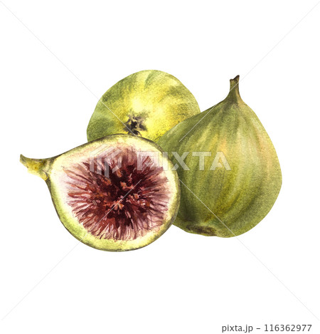 Green figs fruit. Picked ripe, whole and cut fruit. Handful vegetarian food, realistic floral clipart for card, label, sticker, price tag. Hand painted watercolor illustration on isolated background 116362977