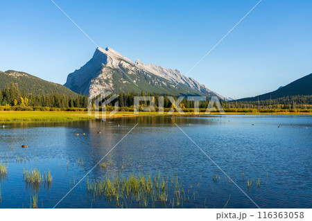 Vermilion Lakes and Mount Rundle autumn foliage scenery in sunset time. Banff National Park, Canadian Rockies, Alberta, Canada. Colorful trees and water plants with yellow, orange, golden colors. Vermilion Lakes and Mount Rundle autumn foliage scenery in sunset time. Banff National Park, Canadian Rockies, Alberta, Canada. Colorful trees and water plants with yellow, orange, golden colors. 116363058