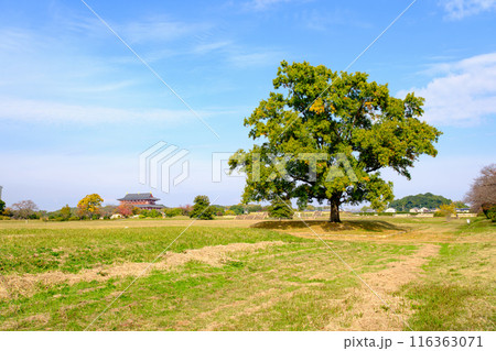 【奈良県】奈良市 平城宮跡 (2022/11/17撮影) 【奈良県】奈良市 平城宮跡 (2022/11/17撮影) 116363071