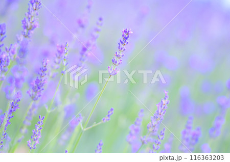 自然の美を感じる癒しのラベンダー畑の写真 夏イメージ 自然の美を感じる癒しのラベンダー畑の写真 夏イメージ 116363203