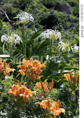 スカシユリ 116363235