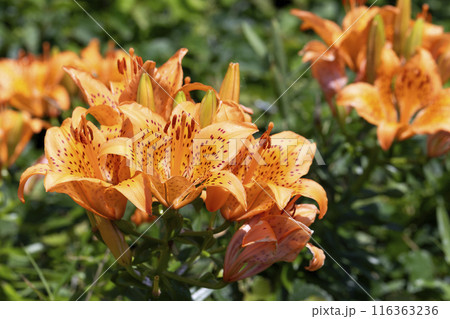 スカシユリ 116363236