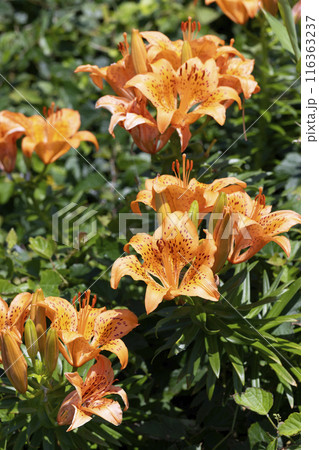 スカシユリ 116363237