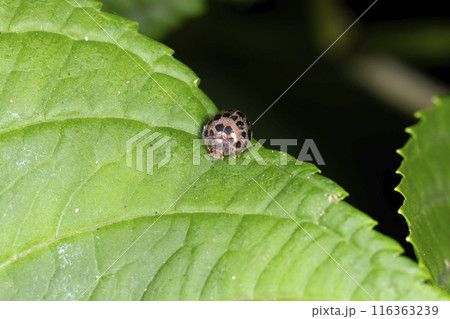 ニジュウヤホシテントウ 116363239