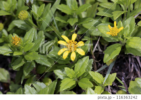 ハマグルマ ハマグルマ 116363242