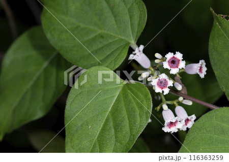 ヘクソカズラ 116363259