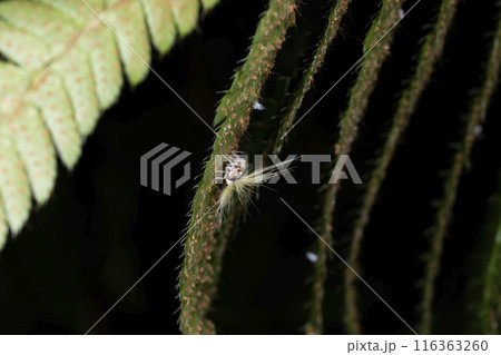 ベッコウハゴロモの幼虫 116363260