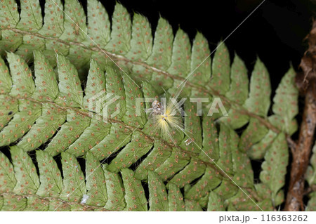 ベッコウハゴロモの幼虫 116363262