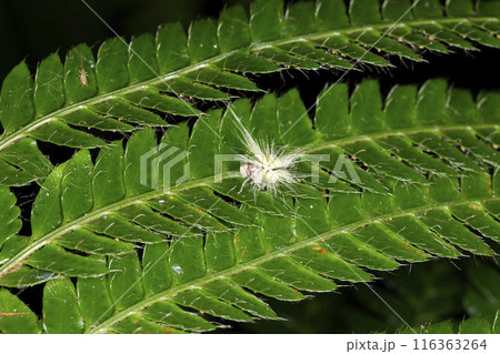 ベッコウハゴロモの幼虫 116363264