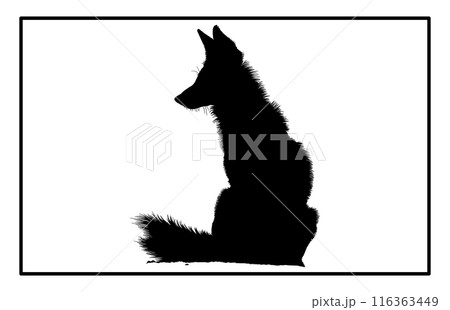 Jackal Silhouette, Hand drawn silhouette of a wild black backed jackal Illustration 116363449
