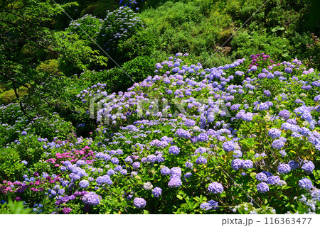 紫陽花(アジサイ)の季節 紫陽花(アジサイ)の季節 116363477