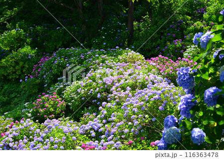 紫陽花（アジサイ）の季節 116363478