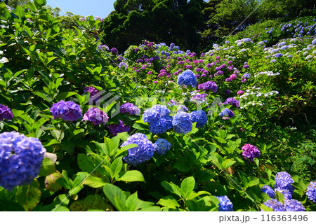 紫陽花（アジサイ）の季節 116363496