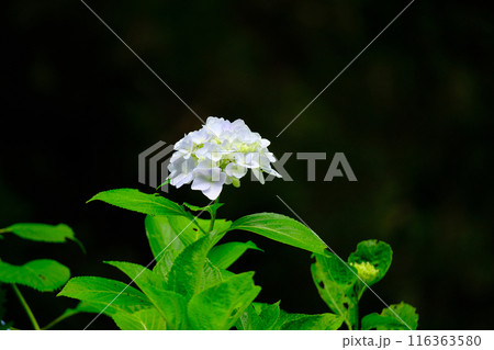 うす紫の紫陽花 116363580