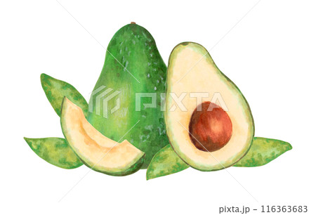 Fruit composition with whole, half and slice of avocado with leaves. Illustration with watercolor and marker. Hand drawn isolated clipart. Botanical vegetable sketch for food packaging or recipes. 116363683