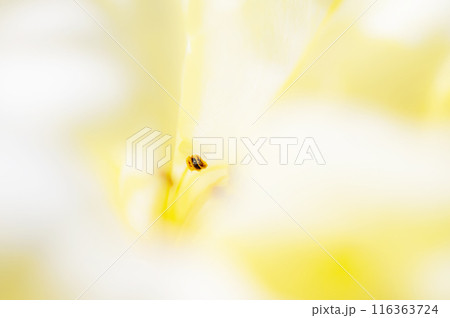 黄色い夢(薔薇の中) 黄色い夢(薔薇の中) 116363724