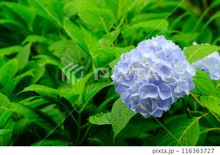雨に濡れた緑色の葉に包まれた青い紫陽花 雨に濡れた緑色の葉に包まれた青い紫陽花 116363727
