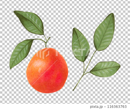Whole grapefruit or blood orange with leaves. Illustration with watercolors and markers. Hand drawn isolated clipart. Organic fruit sketch for juice or detox smoothie, healthy food with vitamin C. 116363763