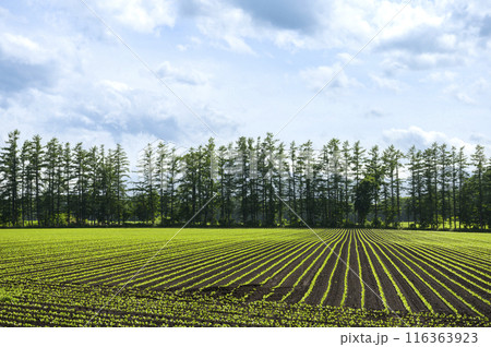 北海道 十勝平野の畑 北海道 十勝平野の畑 116363923