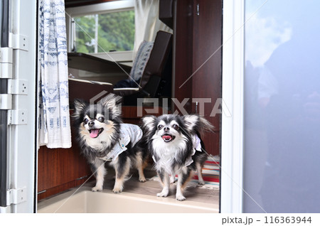 愛犬とキャンピングカー旅行 ロングコートチワワ 愛犬とキャンピングカー旅行 ロングコートチワワ 116363944