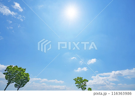 夏の雲と太陽と木立 116363986