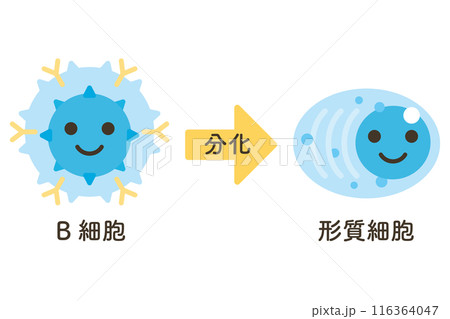 B細胞から分化する形質細胞 B細胞から分化する形質細胞 116364047