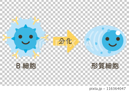 B細胞から分化する形質細胞 B細胞から分化する形質細胞 116364047