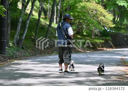カメラを持って愛犬と散歩する男性　チワワ　多頭飼い　夏イメージ 116364172