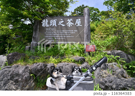 愛犬と旅行 竜頭の滝で記念撮影 (栃木県・奥日光) ロングコートチワワ 愛犬と旅行 竜頭の滝で記念撮影 (栃木県・奥日光) ロングコートチワワ 116364383