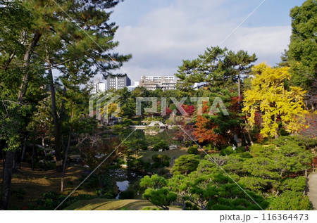広島　紅葉の縮景園 116364473