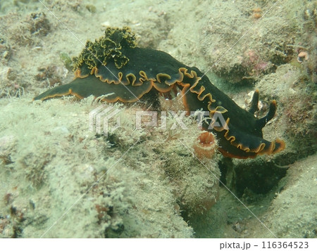 海底を這うクロシタナシウミウシ 海底を這うクロシタナシウミウシ 116364523