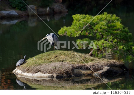 広島 縮景園 水心島 カメとサギのお見合い 広島 縮景園 水心島 カメとサギのお見合い 116364535