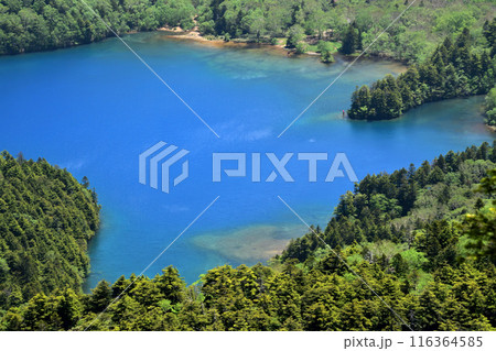 大沼池 大沼池 116364585