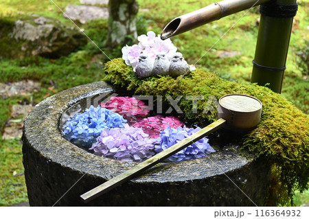 京都府長岡京市の楊谷寺 紫陽花の花手水 116364932