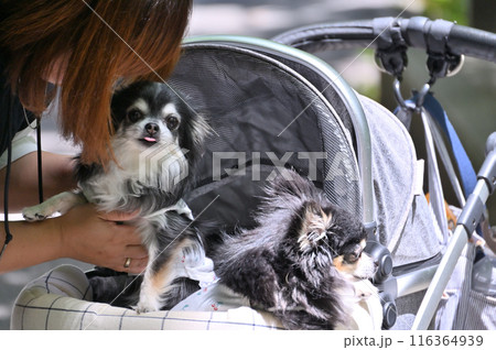 愛犬と遊ぶ女性 ロングコートチワワ 多頭飼い 愛犬と遊ぶ女性 ロングコートチワワ 多頭飼い 116364939